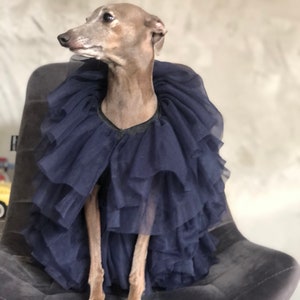 Italian Greyhound dress Navy