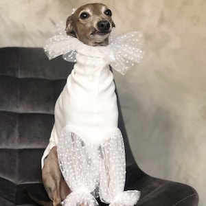 Italian Greyhound jumper with tulle sleeves & neclace