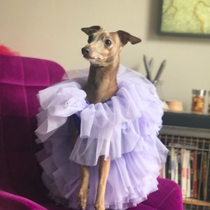 Italian Greyhound dress purple
