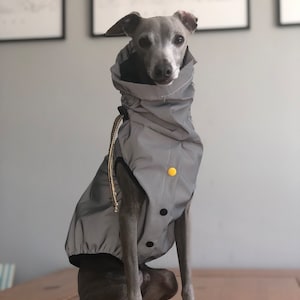 Italian Greyhound Waterproof/Windproof Reflective Jacket