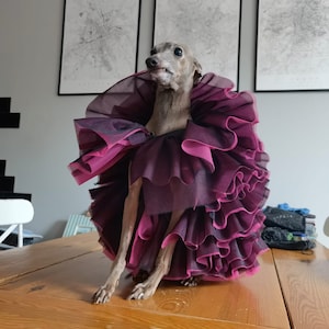 Italian Greyhound summer shirt sport shirt dress two colors