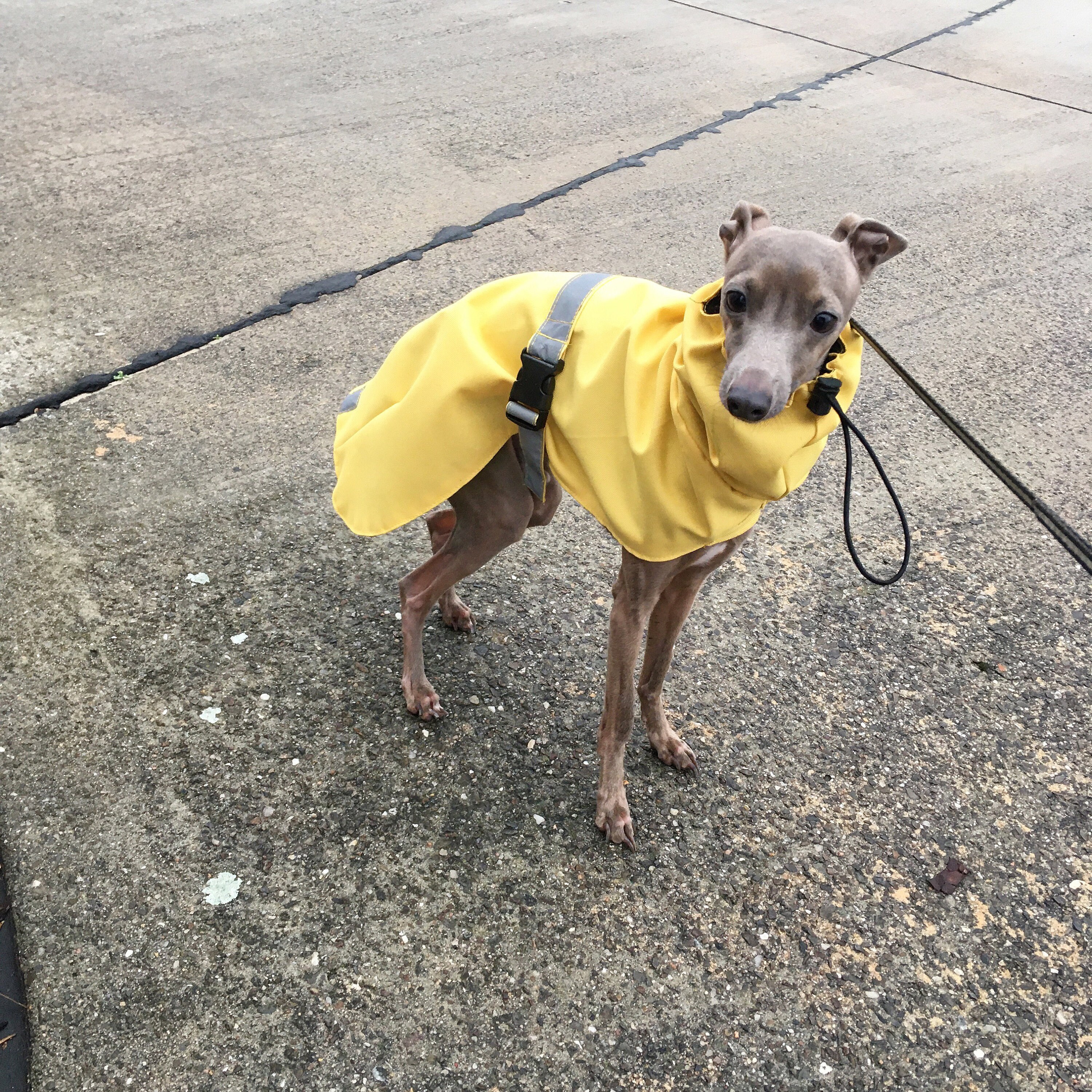 Italian Greyhound Raincoat Yellow Raincoat for CHARCIKA Etsy