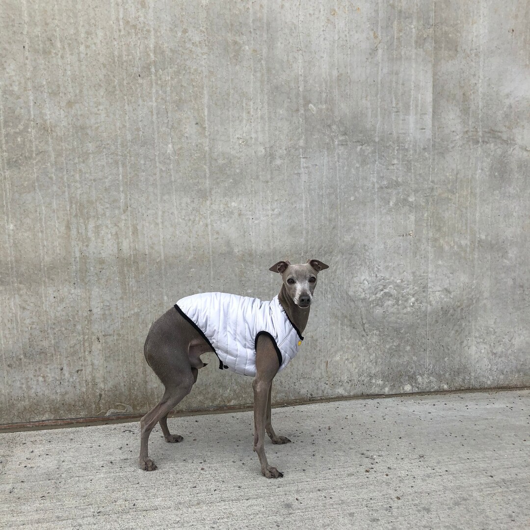 Etsy italian greyhound clothes sale