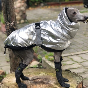 Italian Greyhound Wintercoat Silver