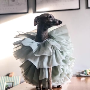 Italian Greyhound tulle dress double