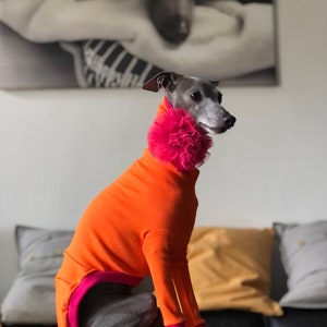 Italian Greyhound jumper Orange/fuchsia image 1