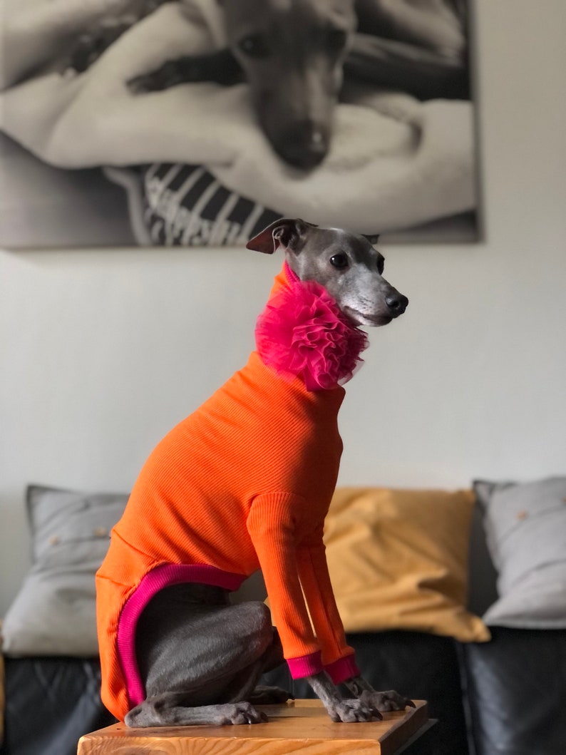 Italian Greyhound jumper Orange/fuchsia image 1