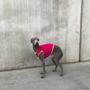 Italian Greyhound summer shirt Neon&pink