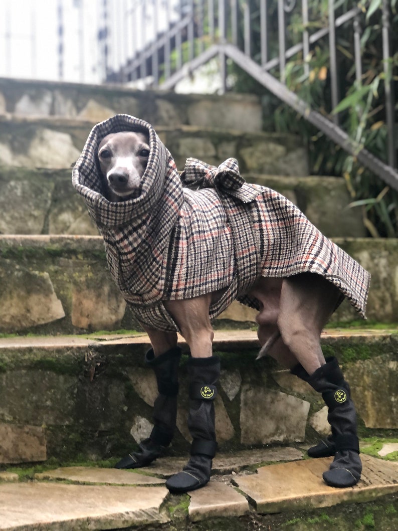 Wollmantel Italienischer Windhund Bild 1