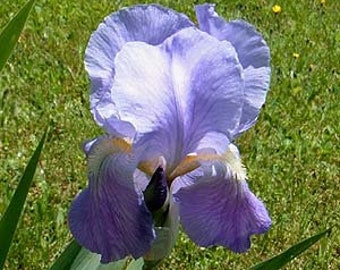 ACEO Print Bearded Iris Pale Purple Yellow Accents Flower