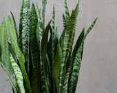 Snake plant Mother in law 39 s tongue Sansevieria trifasciata air purifying houseplant Succulent bare root plant