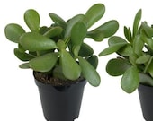 Jade Plant Crassula Ovata Lucky Plant Money Tree live Succulent bare root plant