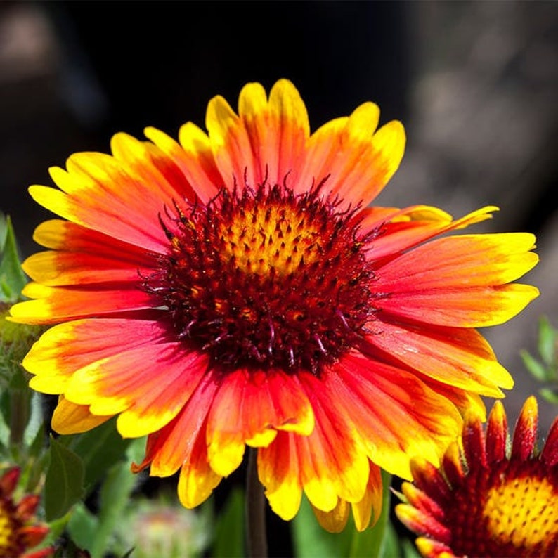 Gaillardia Grandiflora Arizona Sun Blanket Flower Herb Garden Etsy