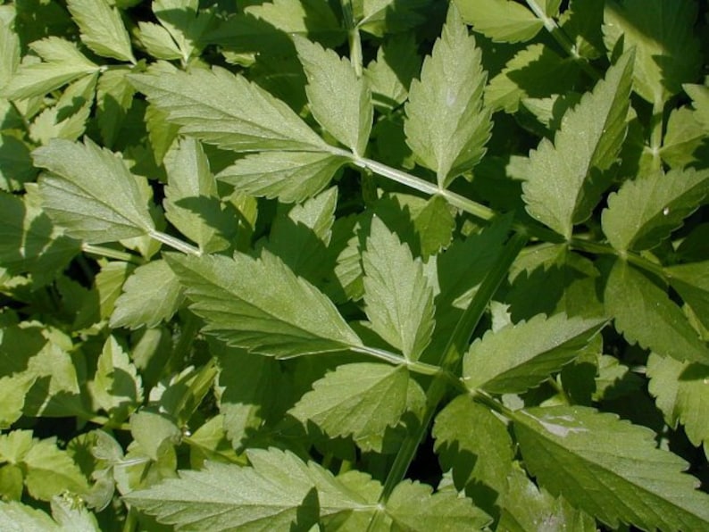 Water Celery Aquatic Pond Plant Oenanthe javanica Indian Etsy