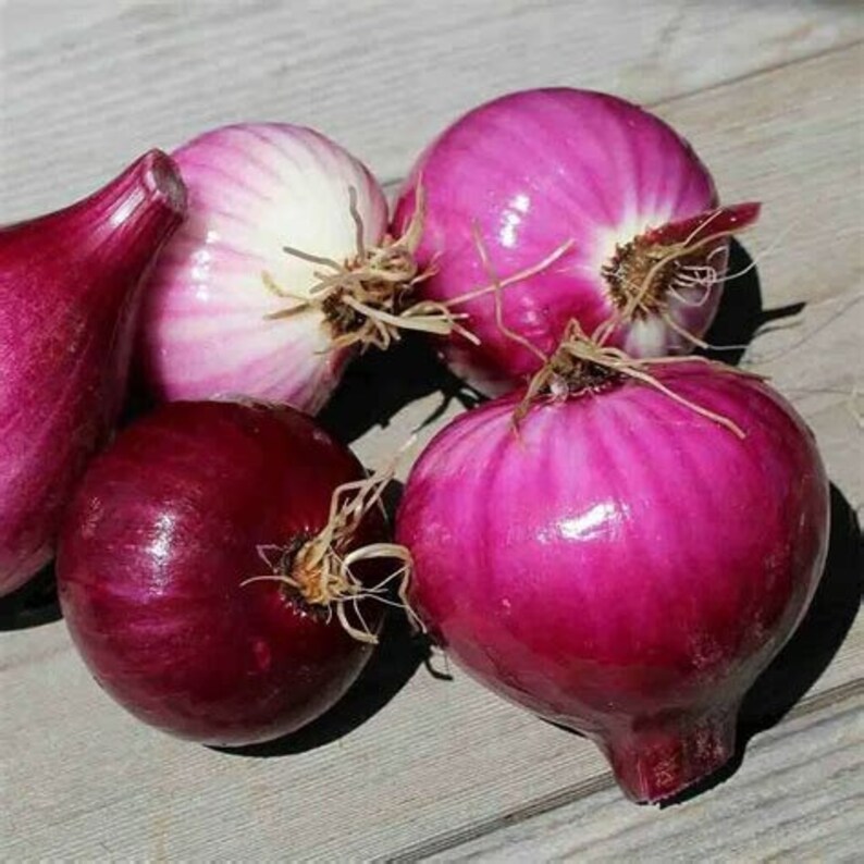 Heirloom Red Grano Onion Storage Red Onion Seed Non GMO Non Etsy