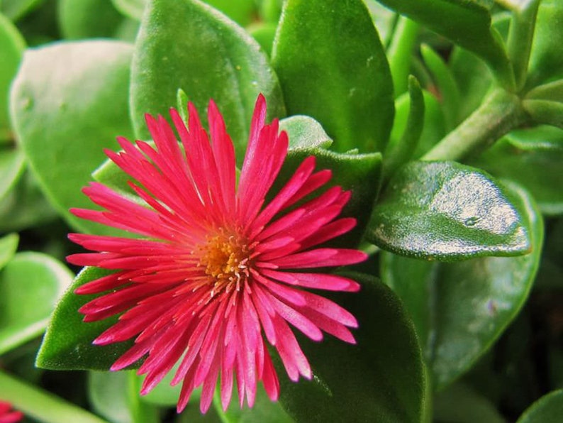 Aptenia cordifolia BABY SUN ROSE Ice Plant ground cover bare root starts