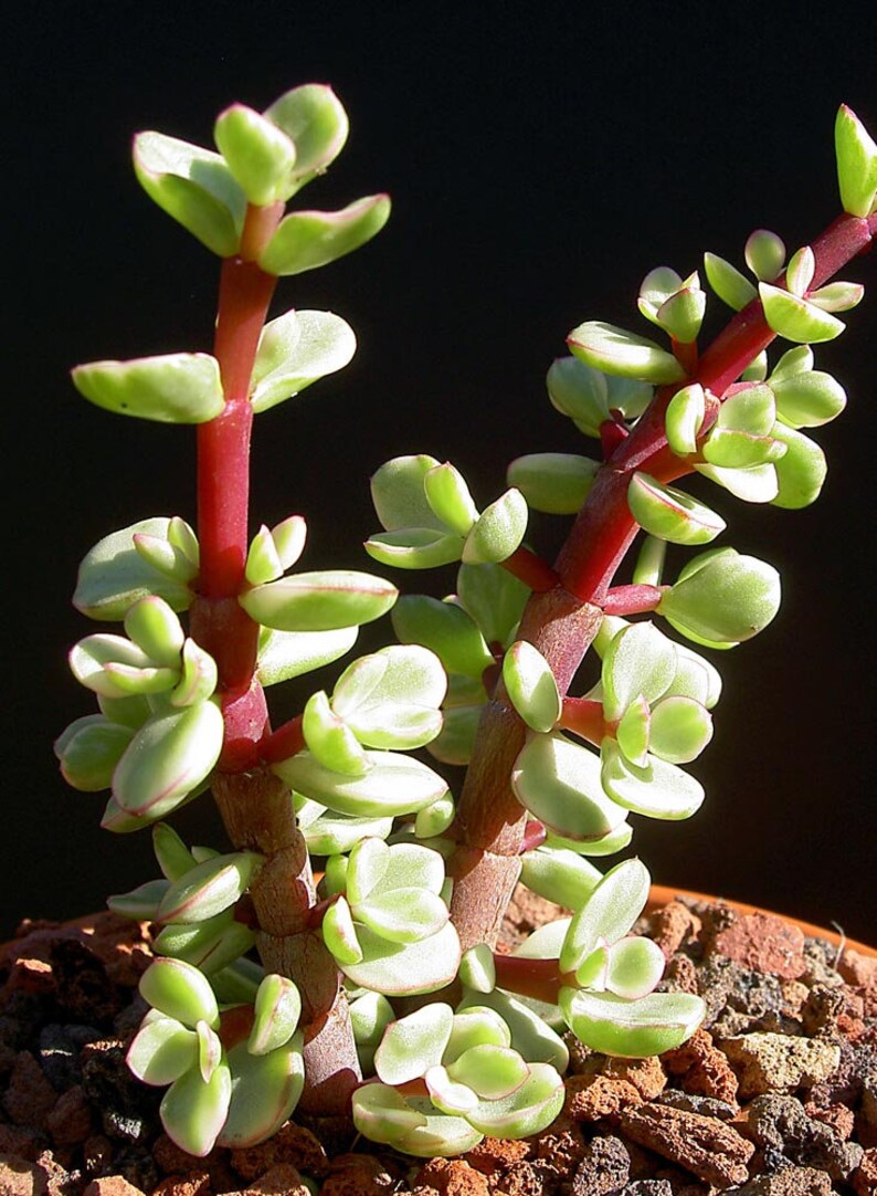 Elephant Bush Bonsai Portulacaria Afra Variegata Succulent | Etsy