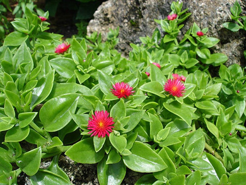 Aptenia cordifolia BABY SUN ROSE Ice Plant ground cover bare root starts