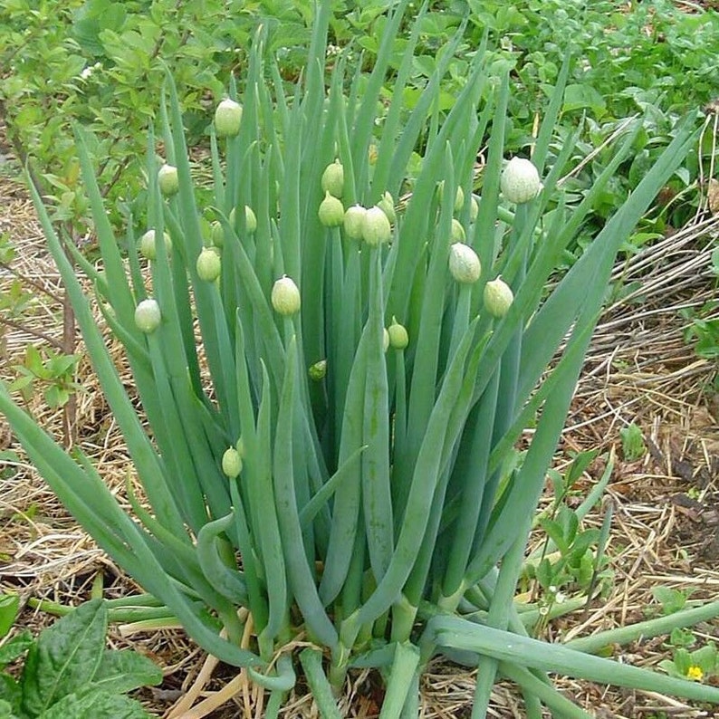 Evergreen Bunching Nebuka Onion Allium Fistulosum Non GMO Etsy
