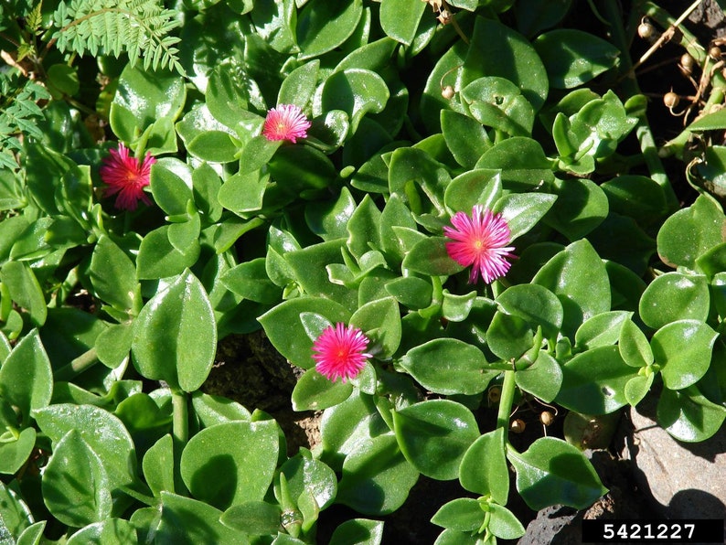 Aptenia cordifolia BABY SUN ROSE Ice Plant ground cover bare root starts
