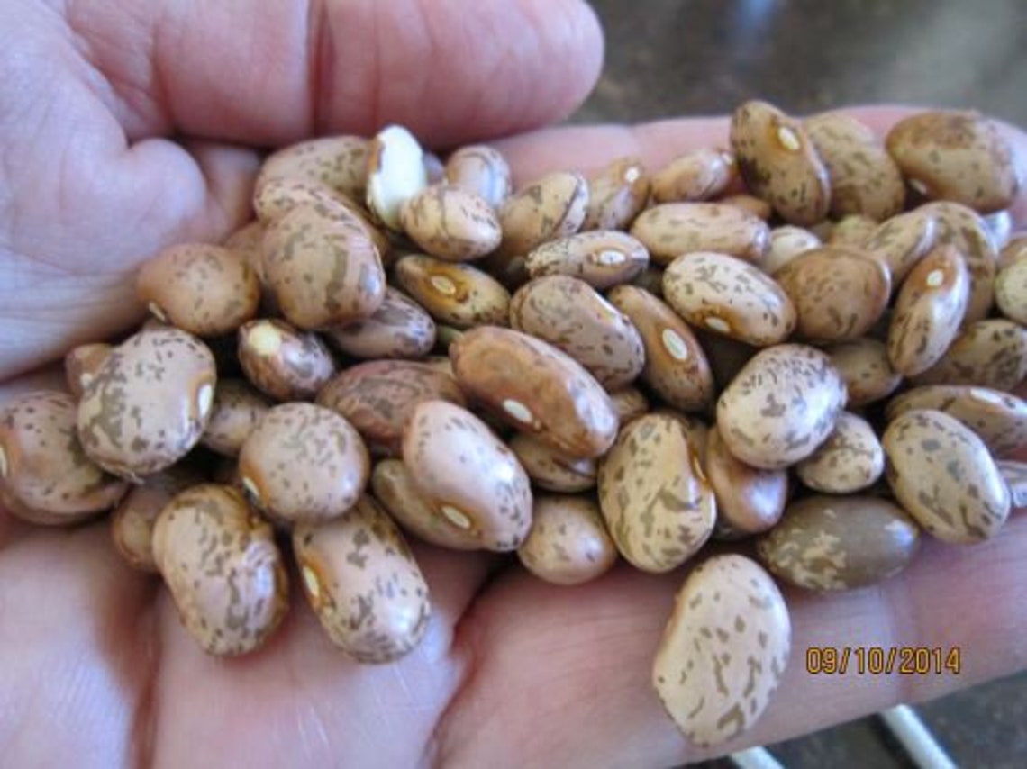 New Mexico Pinto Beans Dry bean Non GMO Untreated Vegetable Etsy