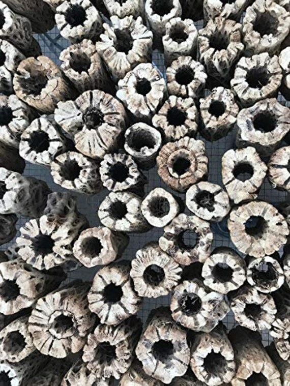 Cholla Wood Working Air Plant Stand Crab Pleco Shrimp Small Pet Chew 3 Craft 2.5 lbs. 100 Pc