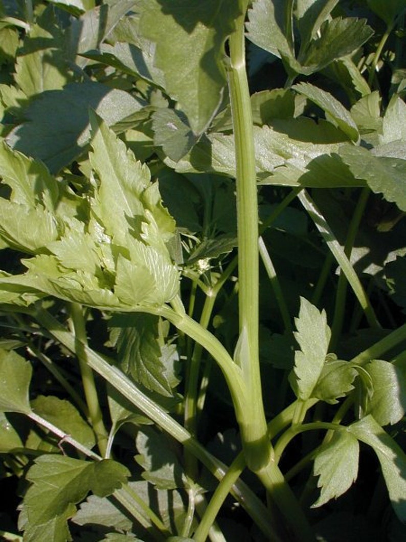 Water Celery Aquatic Pond Plant Oenanthe javanica Indian Etsy