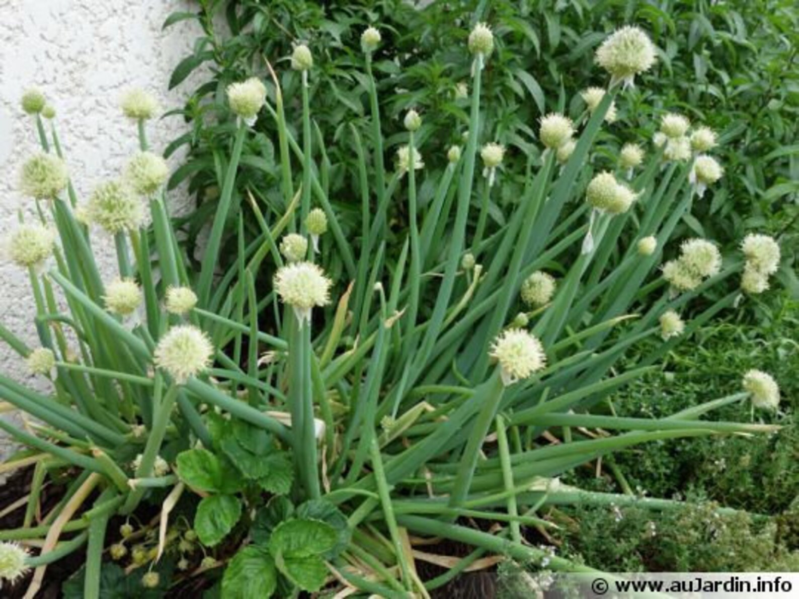 Evergreen Bunching Nebuka Onion Allium Fistulosum Non GMO Etsy