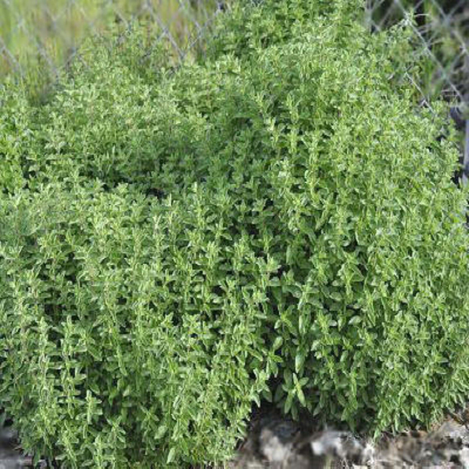 Italian Oregano fragrant live plant edible landscape