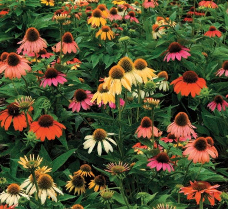 Echinacea seeds Multi colored Cone Flower Herb Garden Herbal | Etsy