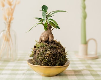 Handgemachte Pflanze ohne Topf I Japanischer Moosball I Ginseng Bonsai