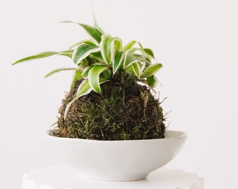 Kokedama Chlorophytum Grünlilie Hängend oder mit Keramikschale