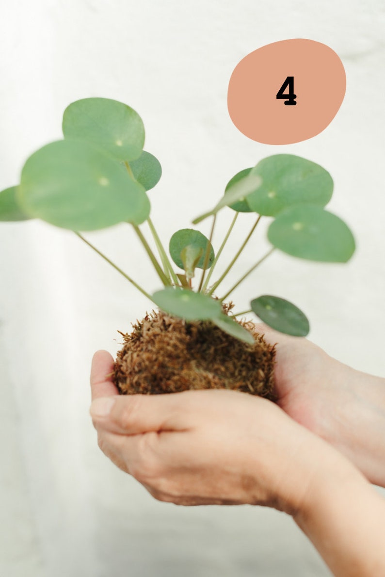 Kokedama Hängender Garten Zimmerpflanze Fensterdeko | Etsy