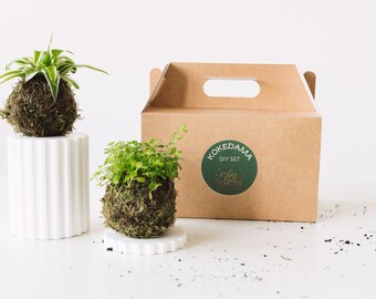 Plantas de diseño sin macetas I Bola de musgo japonés I Kokedamas