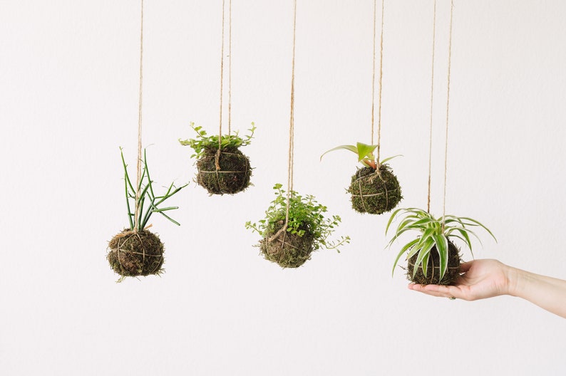 Kokedama hecho a mano I Bola de musgo japonesa I Jardín colgante I Planta de interior imagen 5