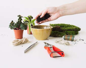 Bola de musgo japonesa I Set de bricolaje de 10 piezas para 2 kokedamas que planto sin maceta