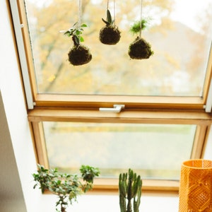 Kokedama hecho a mano I Bola de musgo japonesa I Jardín colgante I Planta de interior imagen 2