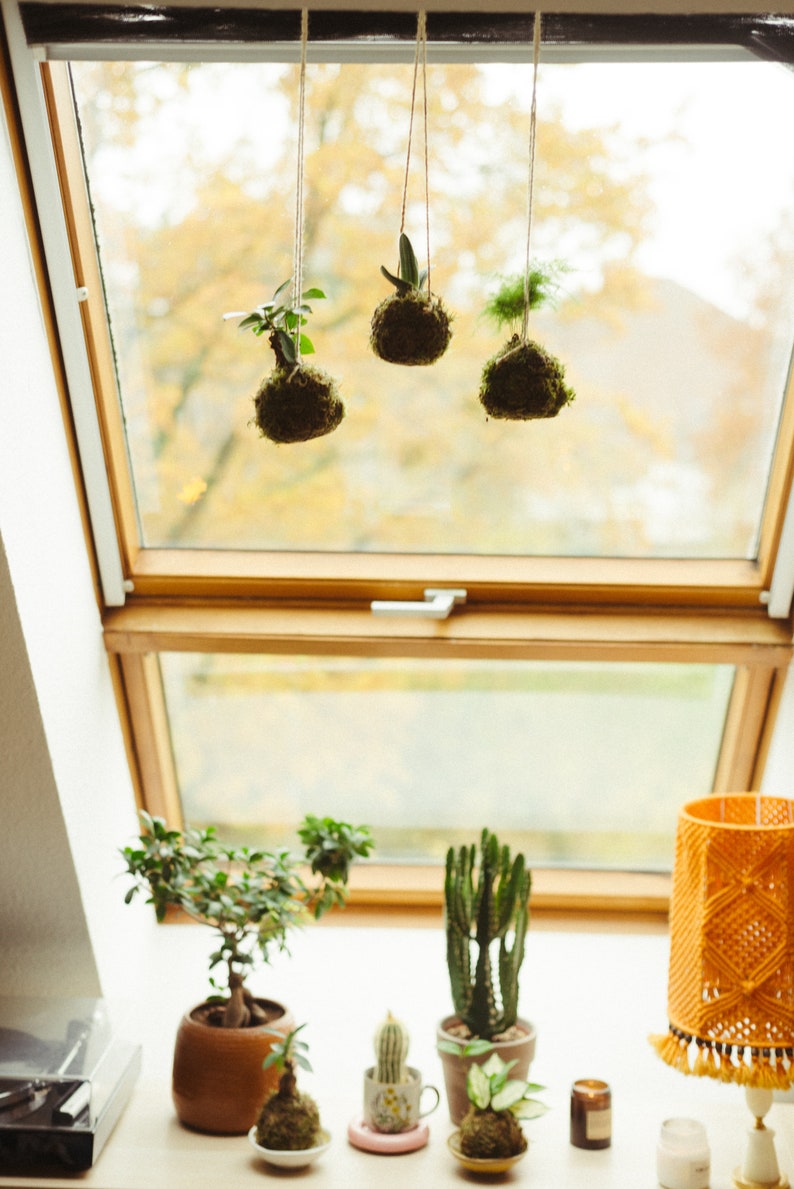 Kokedama hecho a mano I Bola de musgo japonesa I Jardín colgante I Planta de interior imagen 2