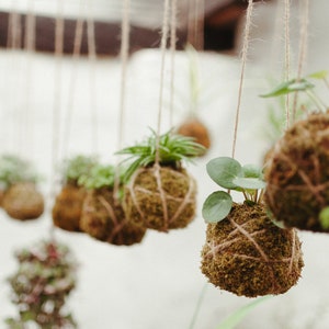 Kokedama hecho a mano I Bola de musgo japonesa I Jardín colgante I Planta de interior imagen 7