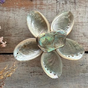 May include: A flower-like arrangement of iridescent abalone shells and a central abalone piece. The shells are pearlescent with a textured surface, arranged on a weathered wooden background. Dried flowers are in the upper left corner.