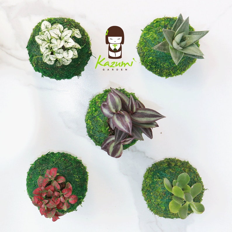 KazumiGarden Kokedama Plant - Thumbnail 2