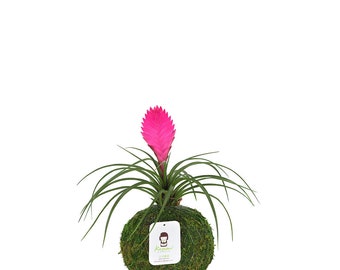 Pink Quill in Kokedama Moss Ball - Tillandsia Cyanea Air Plants - Exceptional Quality Unique Easy Care Live Houseplant - Mother's Day Gift