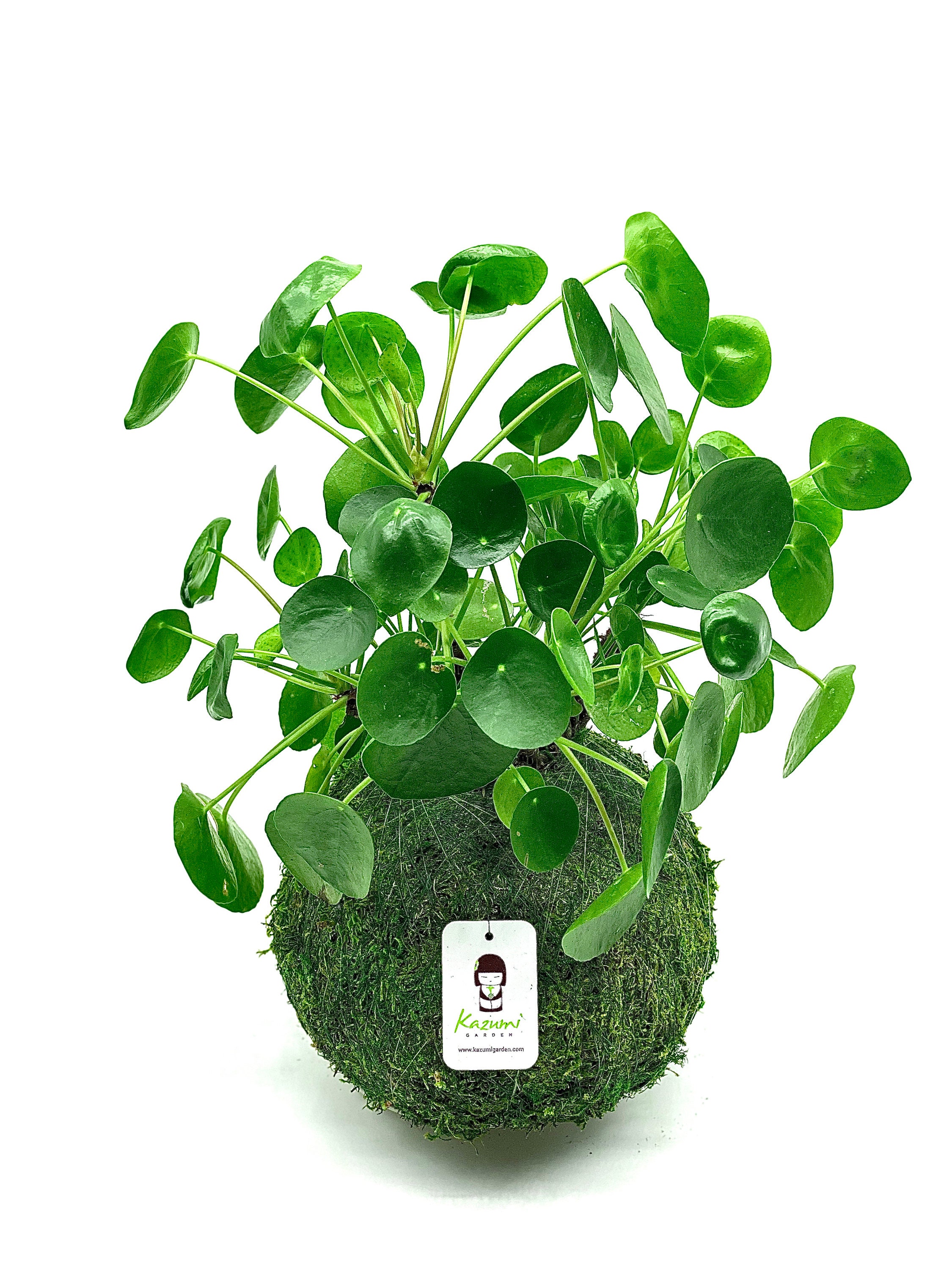 Pilea Sharing