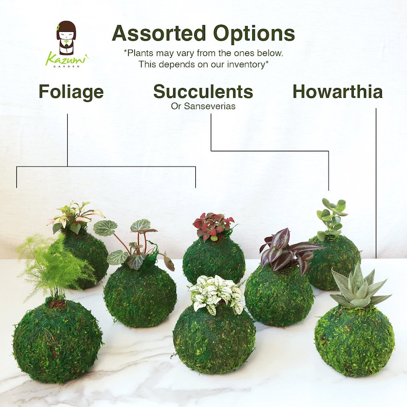 KazumiGarden Kokedama Plant