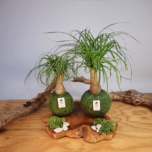 3 inch succulent pots 3 Inch Ceramic Succulent Plant Pot Set  Floral Supplies Store