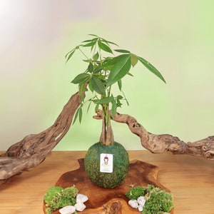 Money Tree in Kokedama Moss Ball - Pachira Aquatica - Bonsai Plant - Exceptional Quality Unique Easy Care Live Houseplant Christmas Gift
