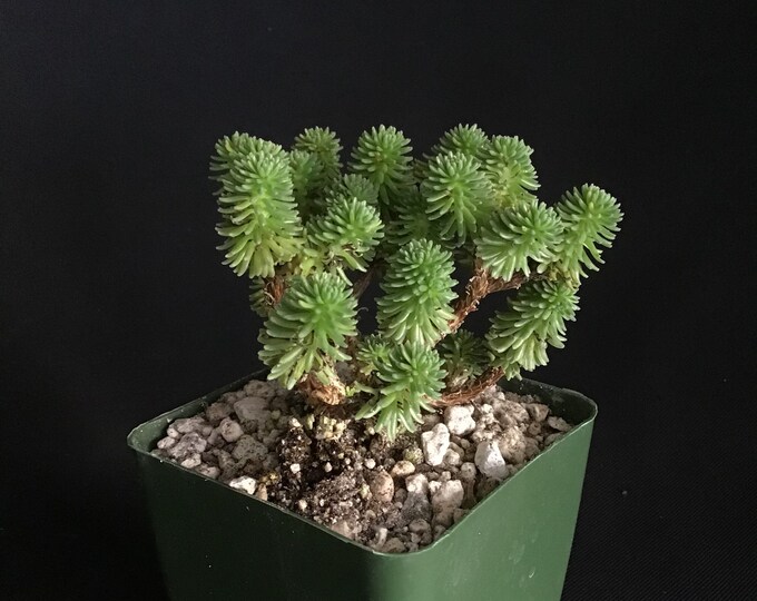 Sedum Multiceps mini Joshua Tree Succulent Bonsai Etsy