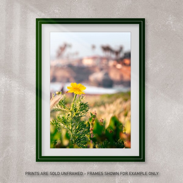 Photo Art Print, San Diego California, Seaside Flower, Cliffside Image, Single Bud, Dynamic Cliffs Background, Sunset Cliffs, High Quality