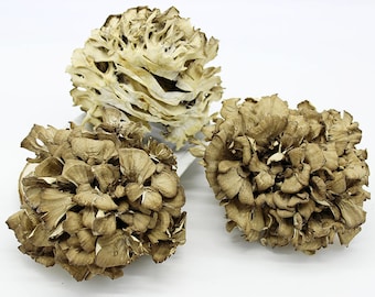 500g Dried Maitake Mushroom, Hui Shu Hua, 灰树花
