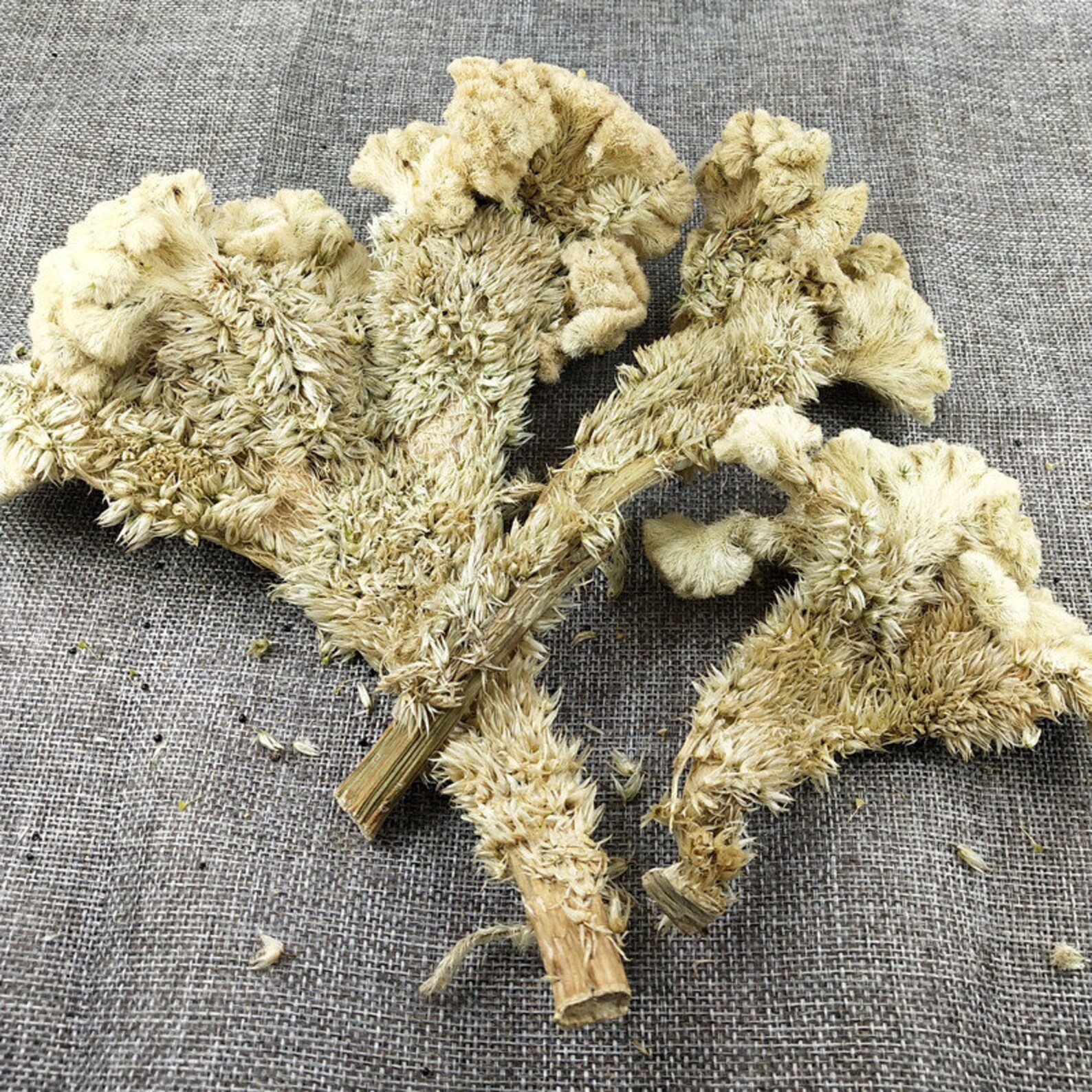 1.1LB Dried White Flower White Flos Celosiae Etsy